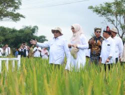 Banyuwangi Luncurkan “Sunwangi”: Beras Biofortifikasi Bernutrisi Tinggi Pertama Skala Industri di Indonesia