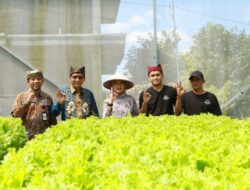 Dua Pemuda Jebolan Jagoan Tani Banyuwangi yang Sukses Budidaya Hidroponik Selada