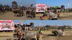 Sapu Bersih Semua Kategori, Regu Ijogading Barat Sabet Juara Umum Festival Mekepung Jembrana 2026