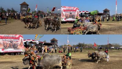 Sapu Bersih Semua Kategori, Regu Ijogading Barat Sabet Juara Umum Festival Mekepung Jembrana 2026