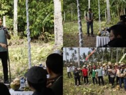 Pemkab Jembrana Salurkan Bantuan Traktor Kementan dan Panen Puluhan Ton Labu di Melaya