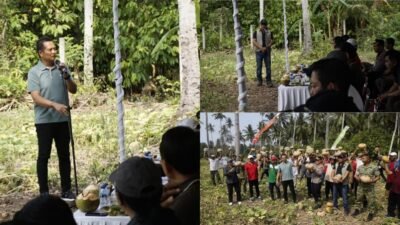 Pemkab Jembrana Salurkan Bantuan Traktor Kementan dan Panen Puluhan Ton Labu di Melaya